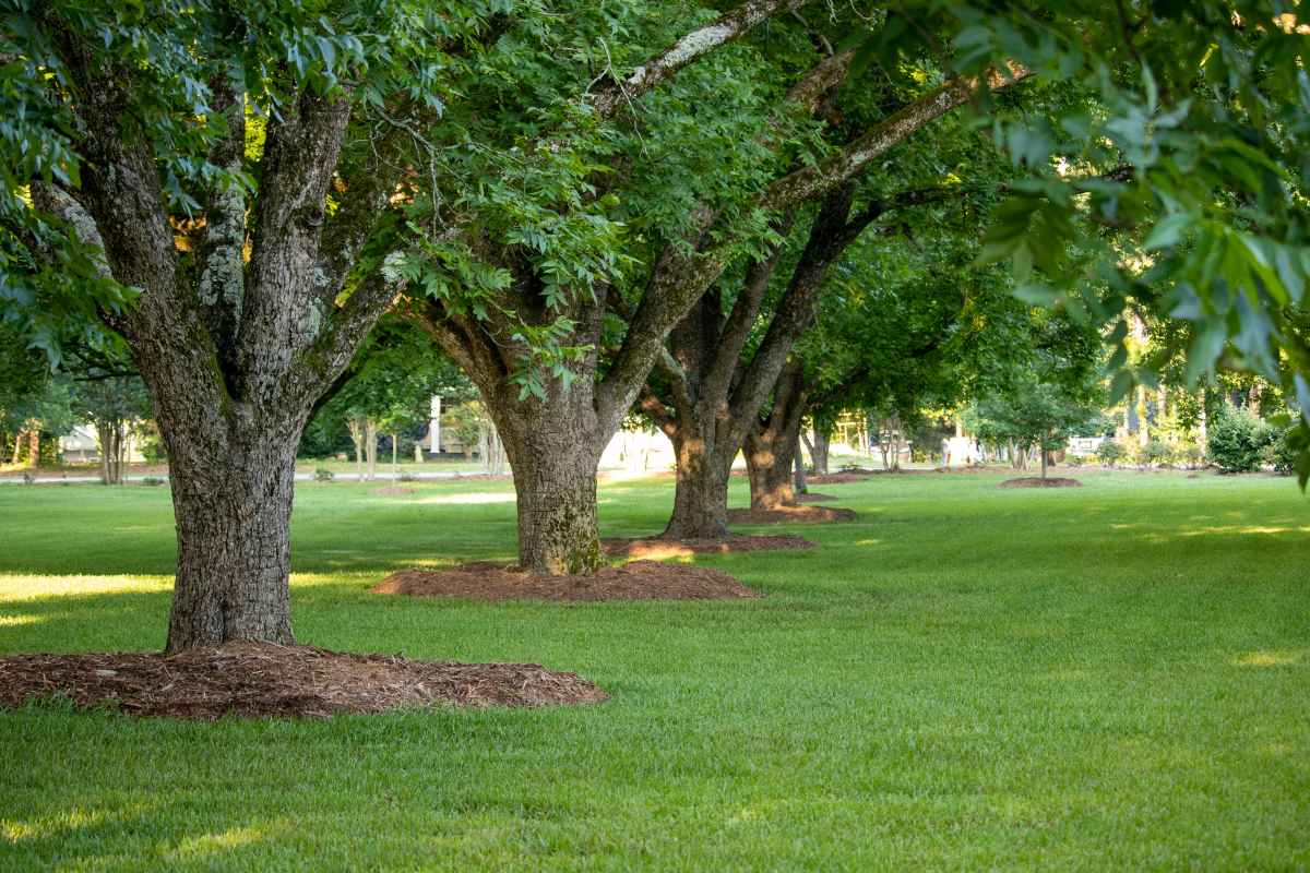 A row of mulched pecan trees on a freshly mowed lawn of green grass.