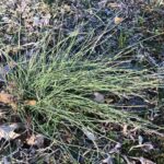 How to Remove Onion Grass In Your Yard (6 Methods)