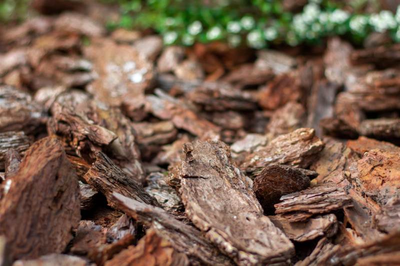 Pine brown mulch bark for decorating flower beds close-up with green plants on background.