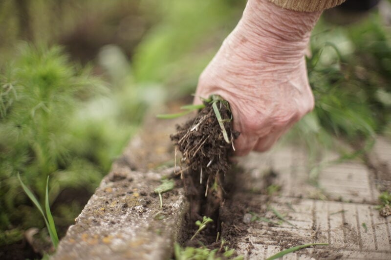 person Pulling weeds by hand
