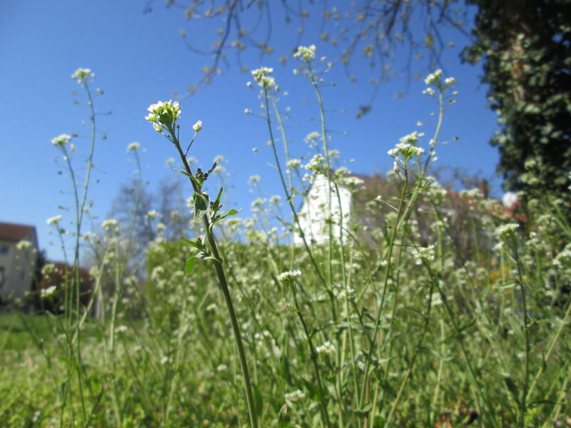 closeup of a Shepherds Purse plant