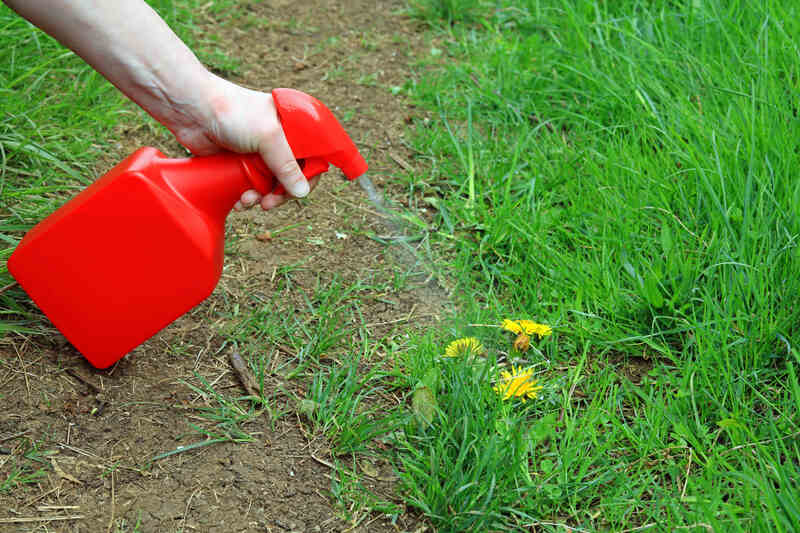 Spraying weed killer with handheld sprayer