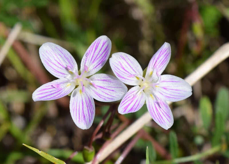 closeup of a Spring beauty plant