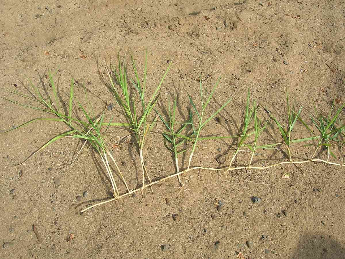 Torpedograss (Panicum repens)