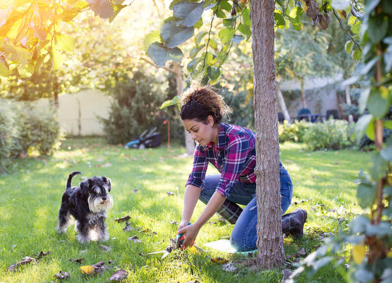 Woman with a dog cutting grass around a tree