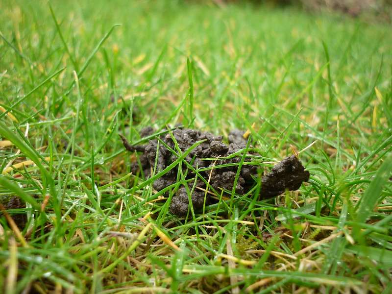 Worm cast in a green lawn