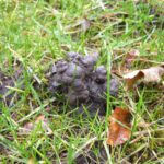 How to Manage Earthworm Castings on Your Lawn (4 Tips)