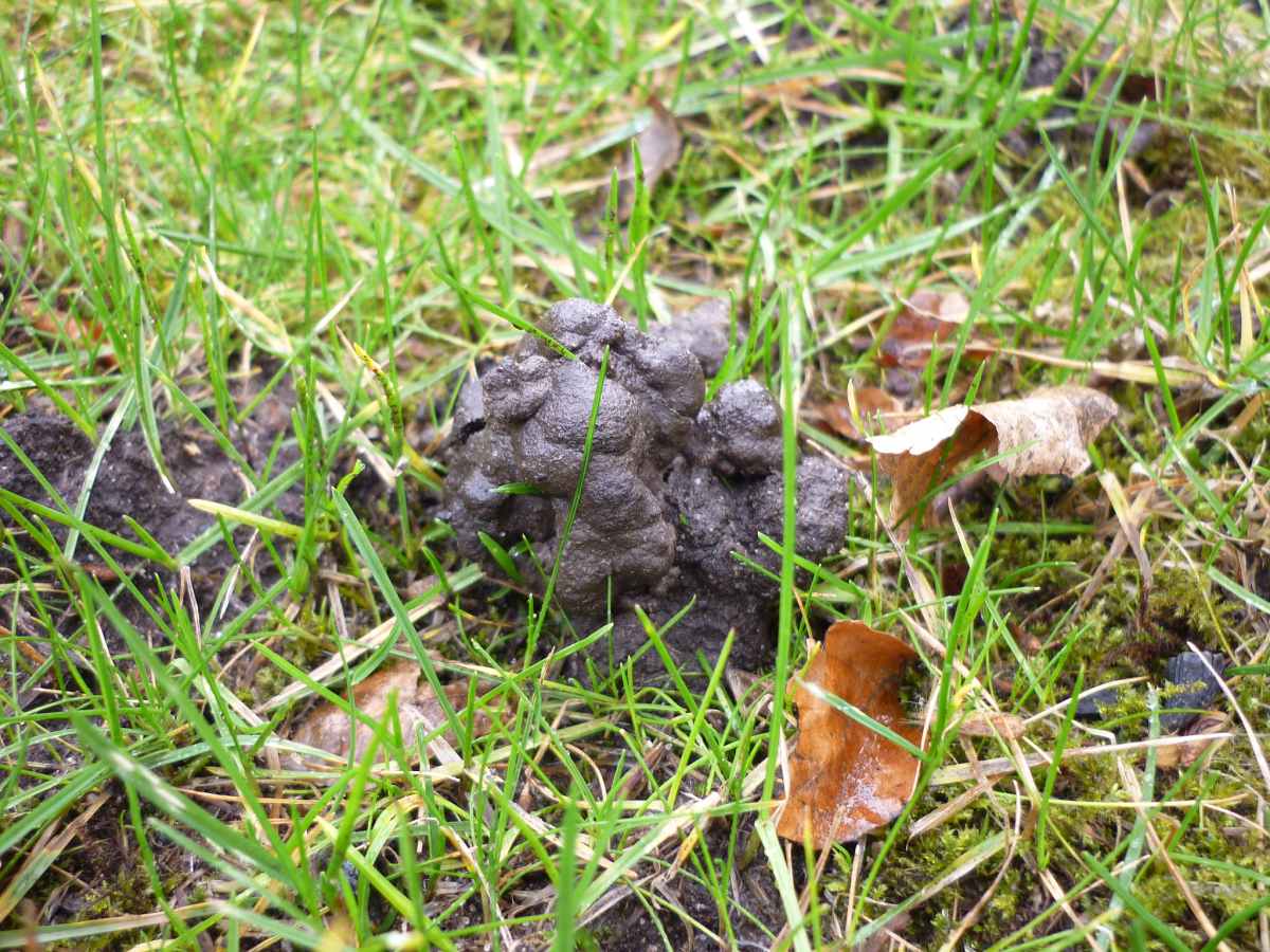 Worm cast in a lawn