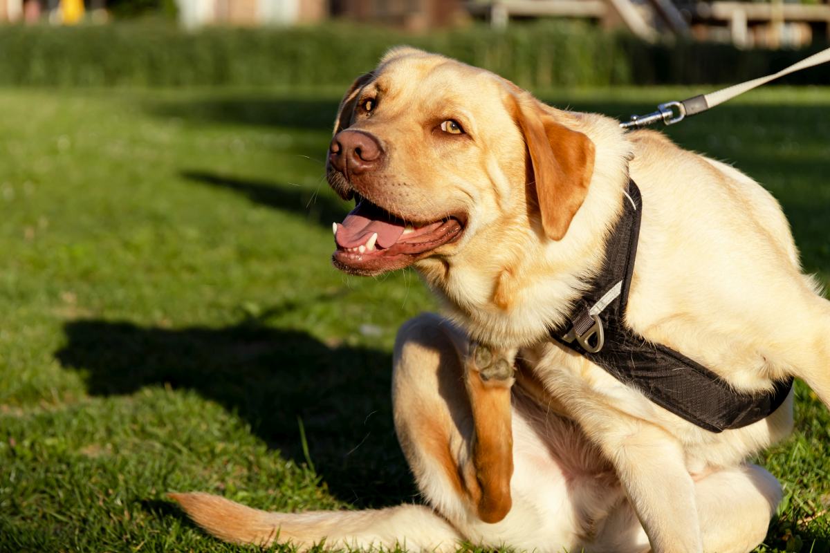 Labrador retriever dog on a leash scratching itself on a lawn