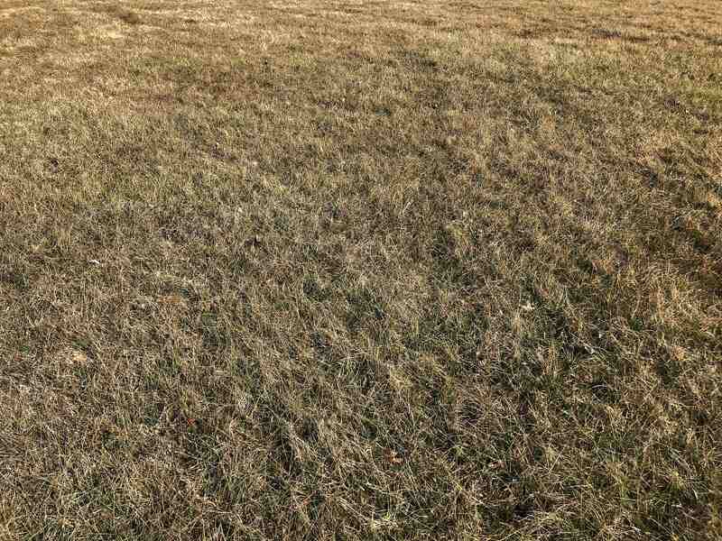 Brown grass