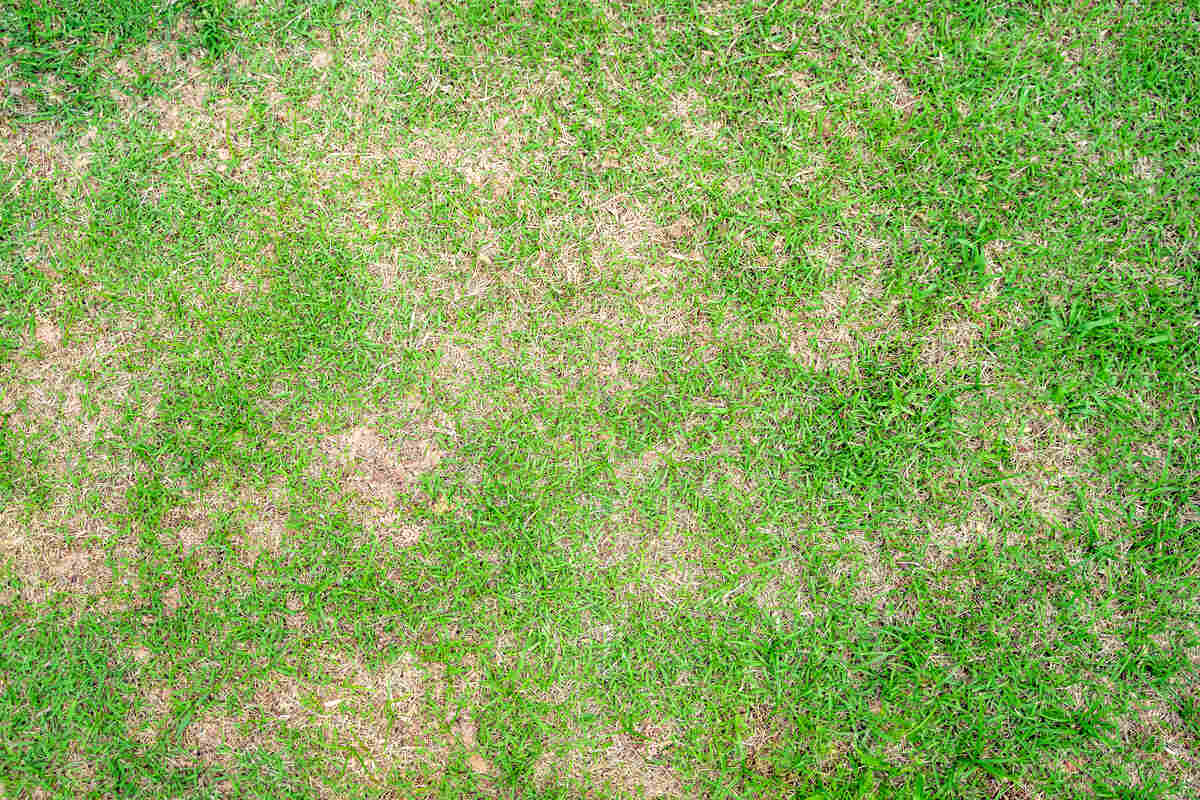 Dry grass