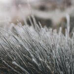 When to Stop Mowing the Lawn Before Winter