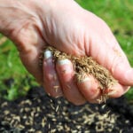 How to Tell If Grass Seed Is Still Good  