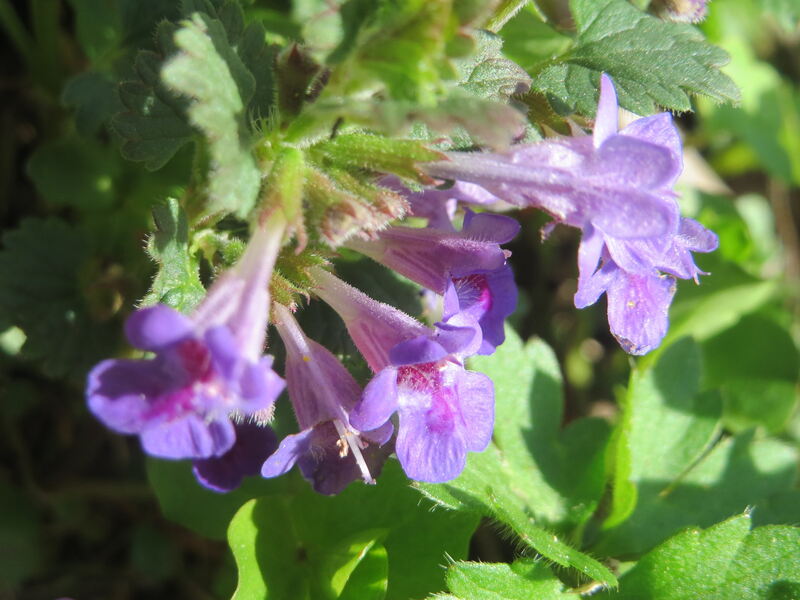 Purple flowers on ground ivy plant