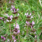5 Pretty Weeds That Grow in Raleigh, North Carolina
