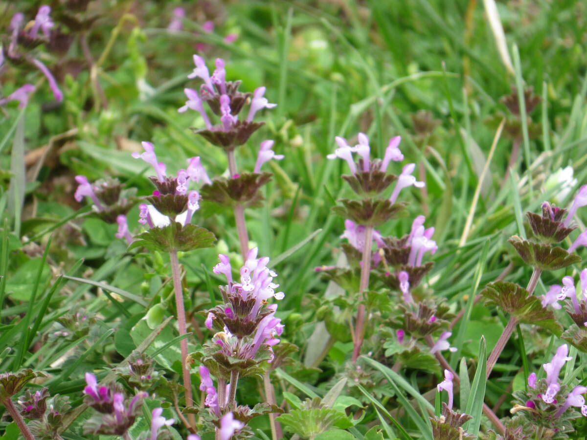closeup image of a group of henbit plants