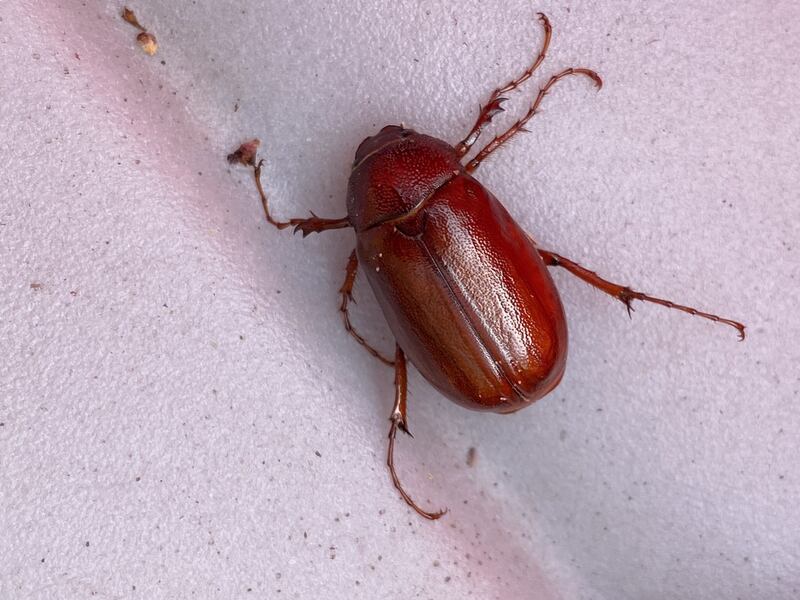 closeup of june beetle