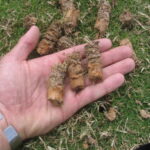 9 Aeration and Overseeding Mistakes to Avoid (Simple Tips)