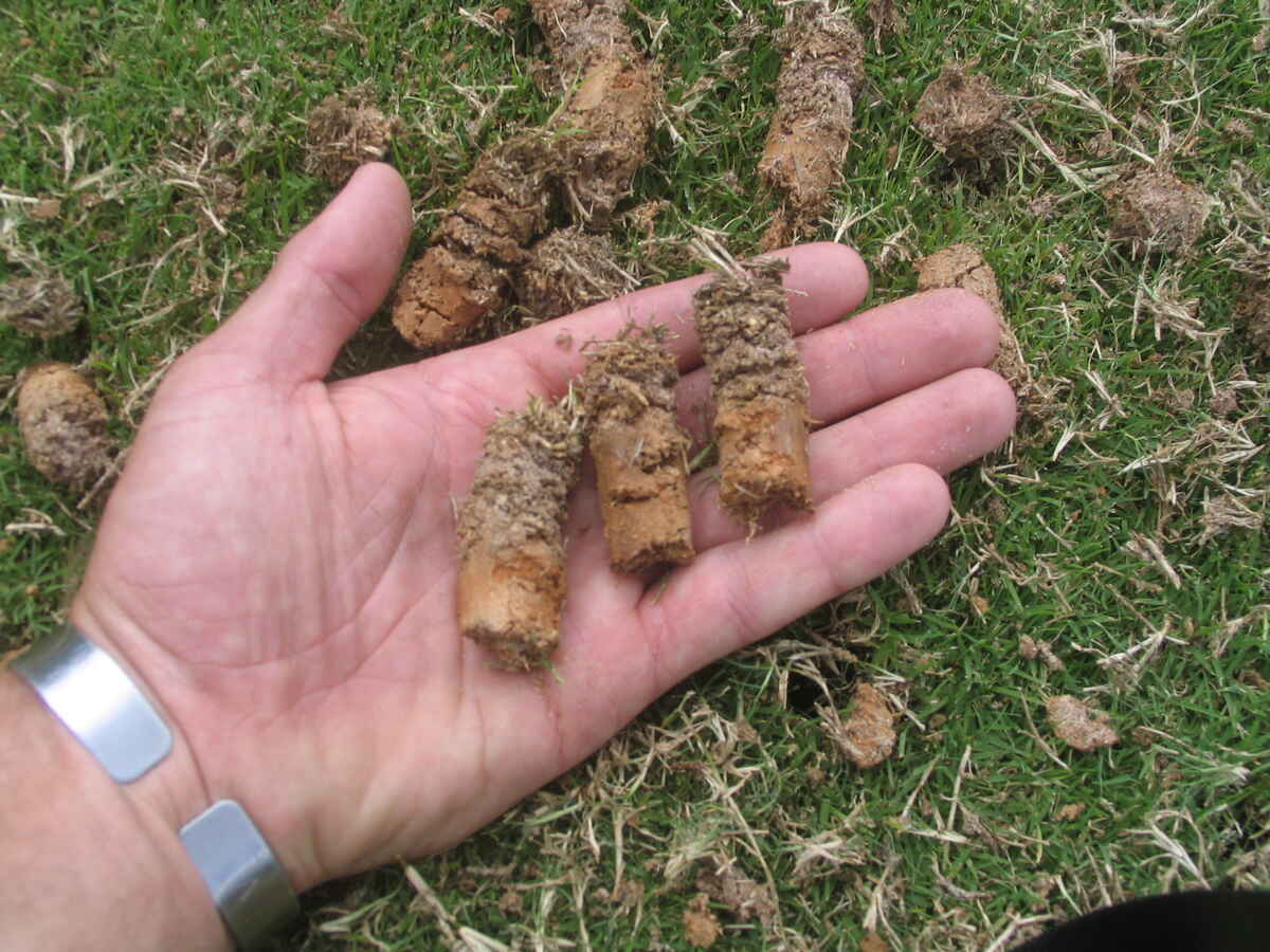 person holding soil plugs