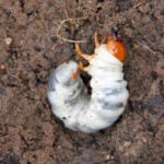 Grub Control Guide for Cedar Rapids