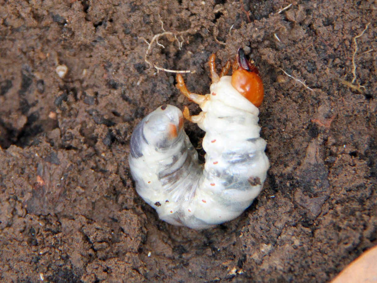 lawn grub on soil