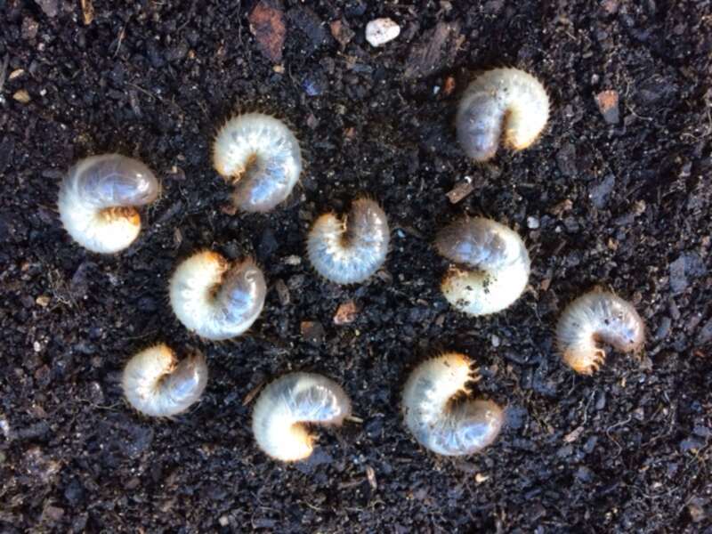 lawn grubs on soil