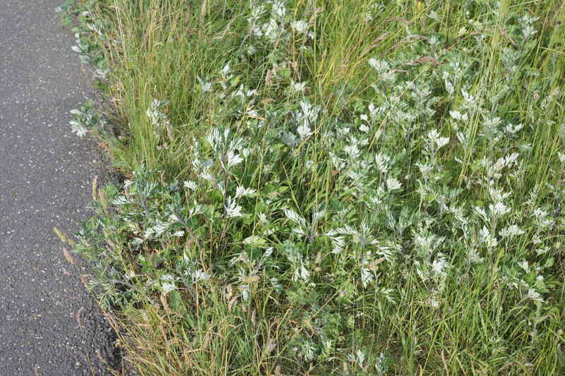 closeup of common mugwort