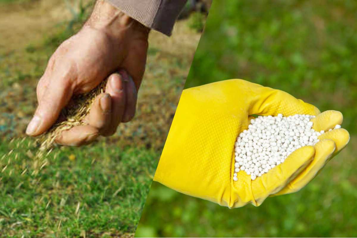 side by side image of overseeding and fertilizing