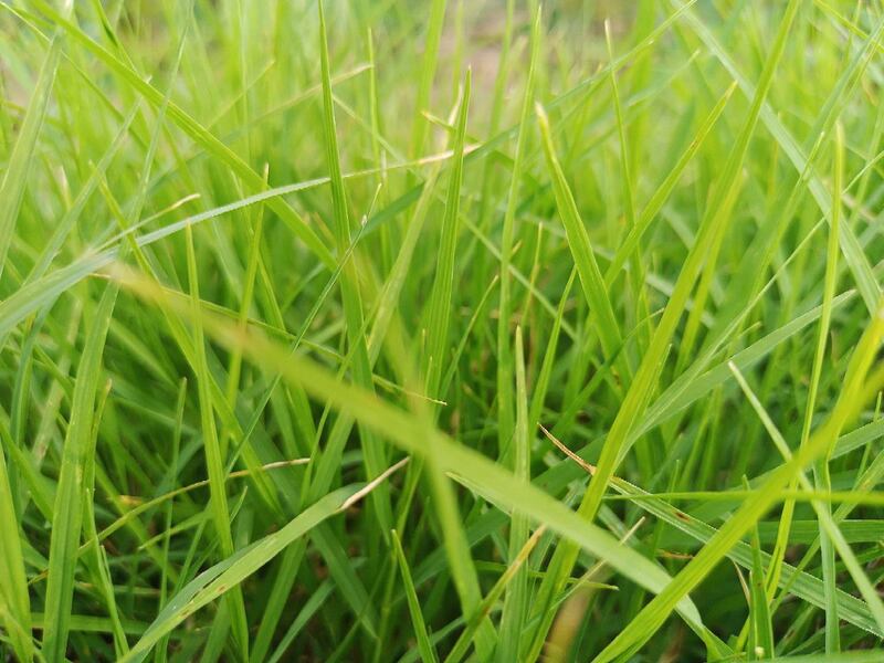 closeup image of pasture grass land