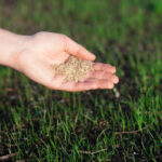 Your Guide to Lawn Seeding in Fargo