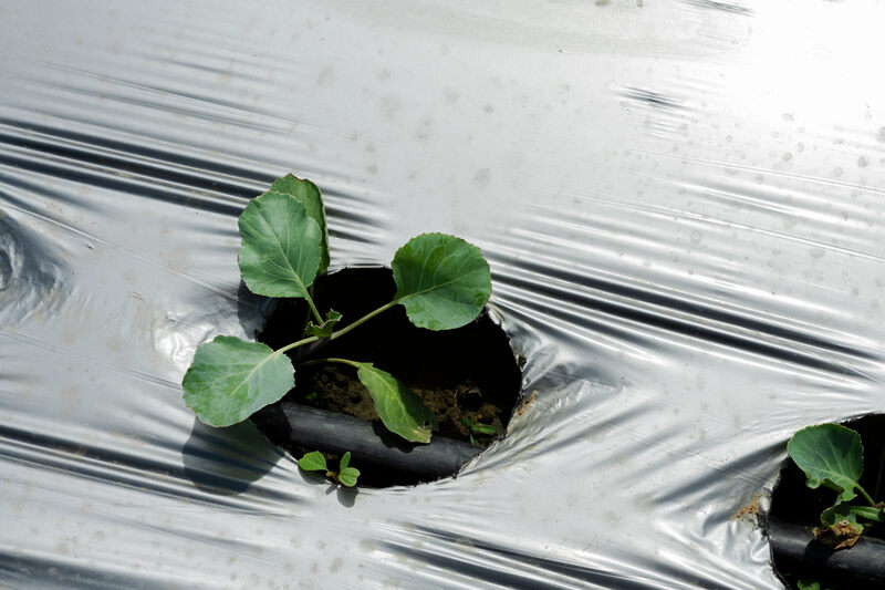 Baby plant grows in an Agricultural mulching sheet or plastic mulch 