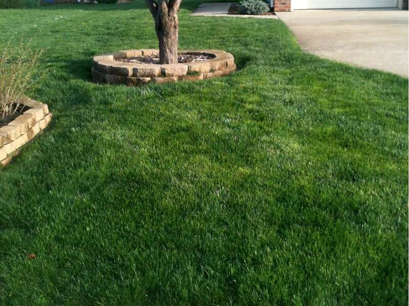 pyrennial ryegrass in a lawn