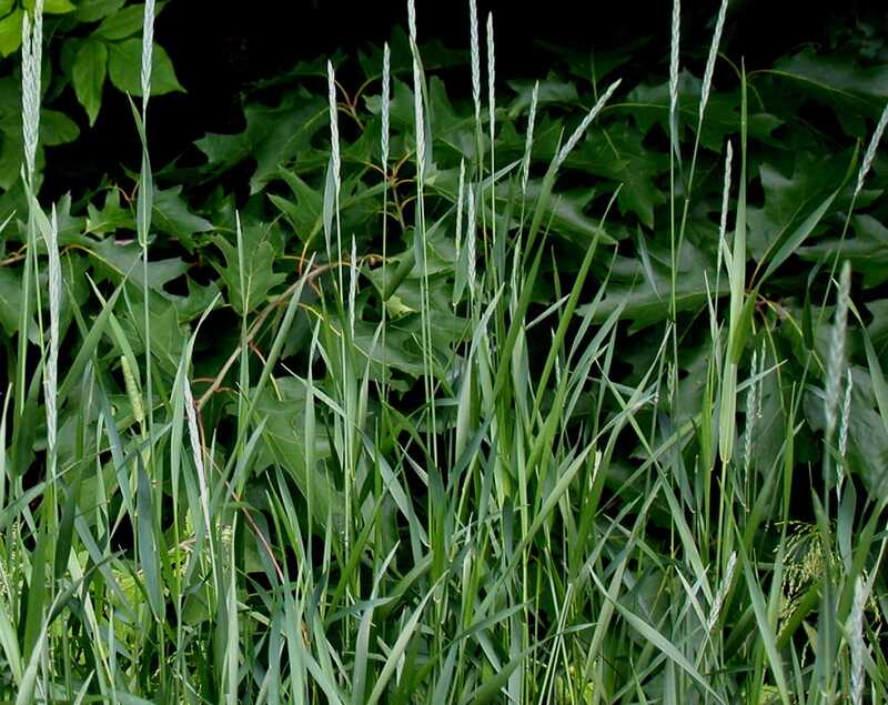 green spades of quackgrass