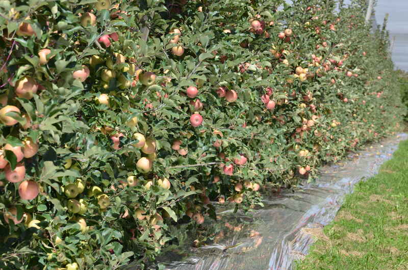 Reflective mulch under Pink Lady apples - Stanthorpe Queensland