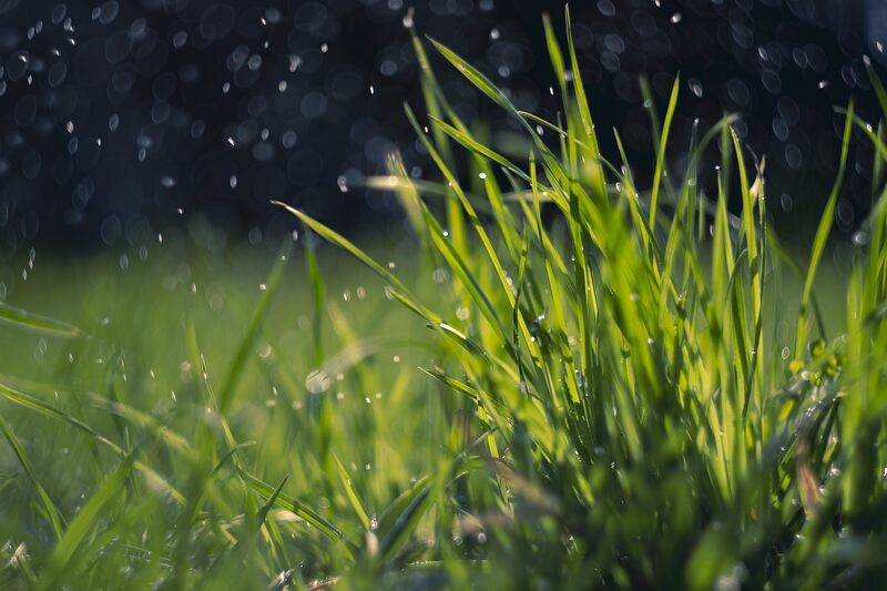 spring rain on grass