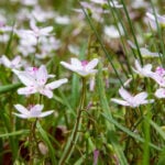 The Most Common Weeds in Mississippi