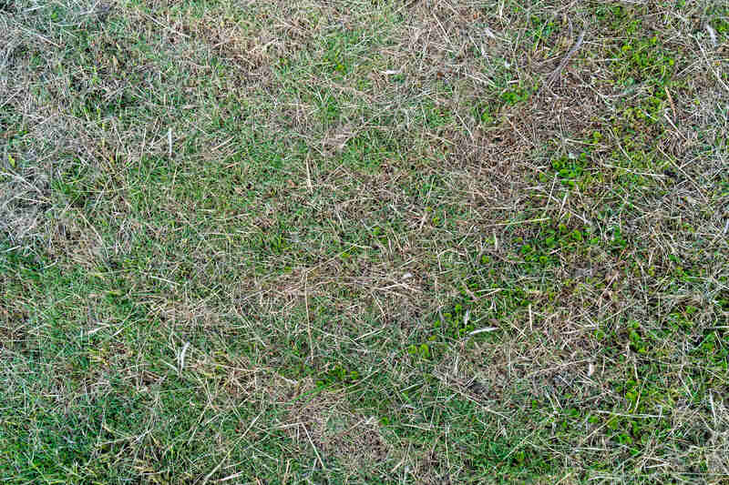 Brown wilting grass