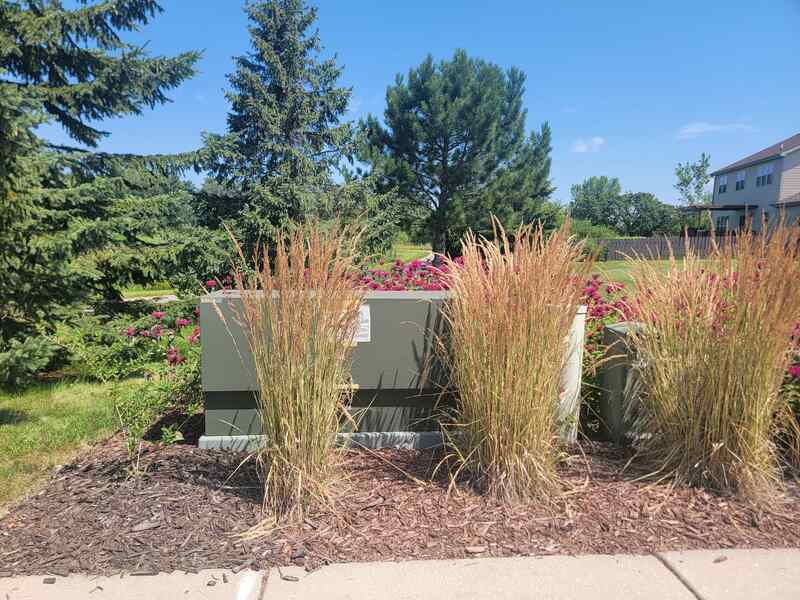 large utility box hidden by tall grasses and bee balm