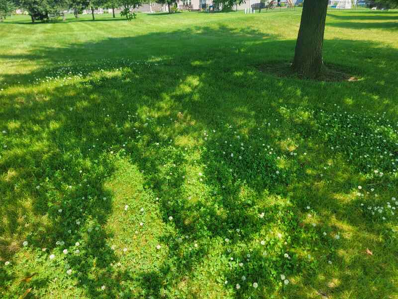 green space with white clover and shade from trees