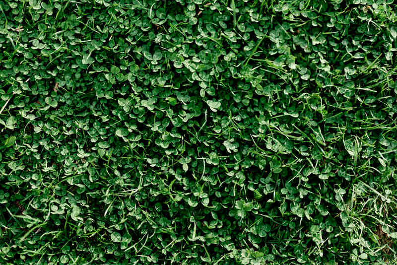 grass and microclover close-up