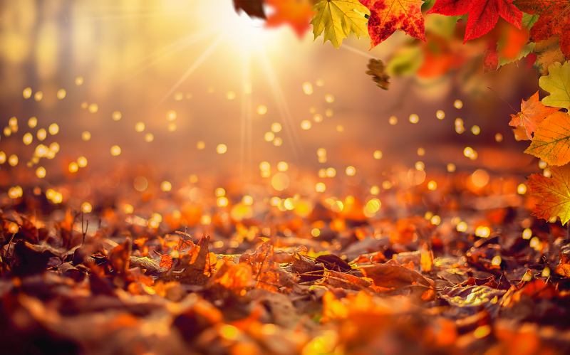 Autumn leaves