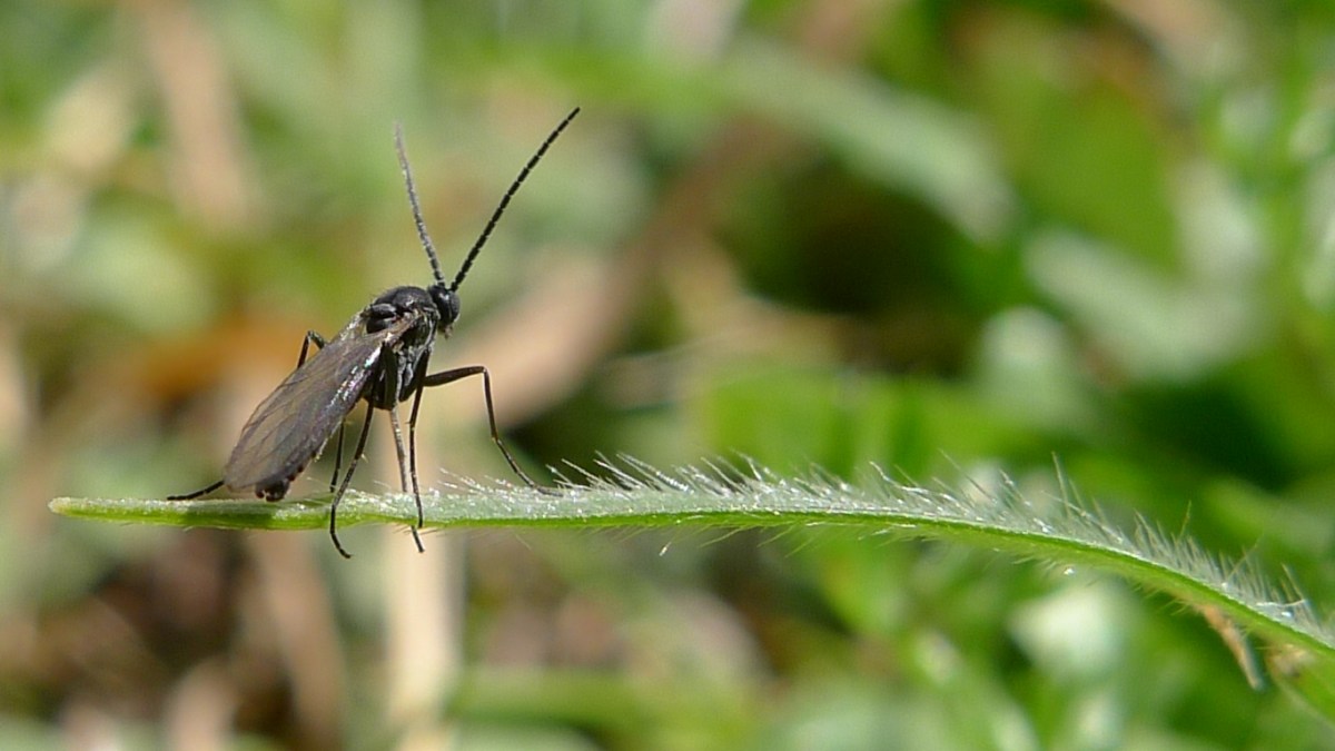 How to Get Rid of Lawn Gnats