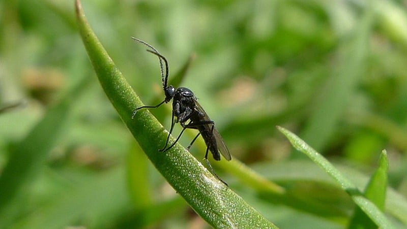 Dark-winged fungus gnat on a leaf