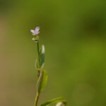 What Does Doveweed Look Like?