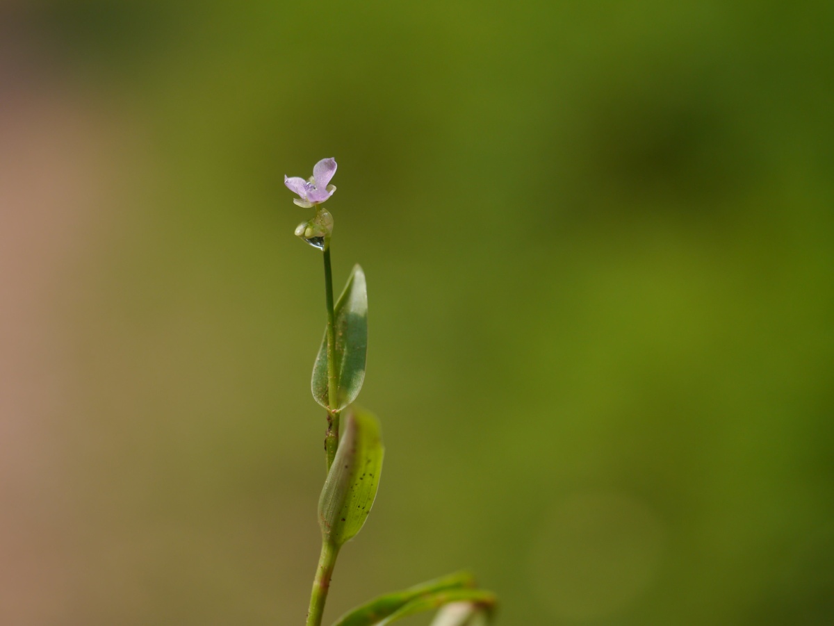 Doveweed stem (Murdannia nudiflora)
