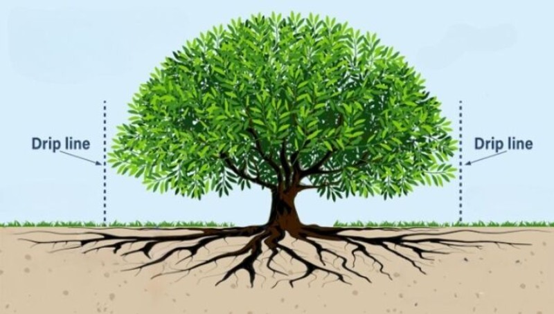Illustration of a tree showing roots underground, lush green leaves above, and marked drip lines extending to canopy edges.