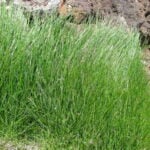 Guide to Growing Kentucky Bluegrass