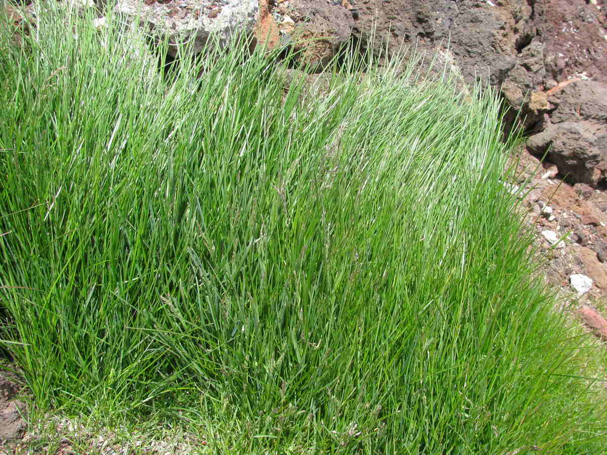 Kentucky bluegrass