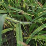 When and How to Apply Crabgrass Preventer