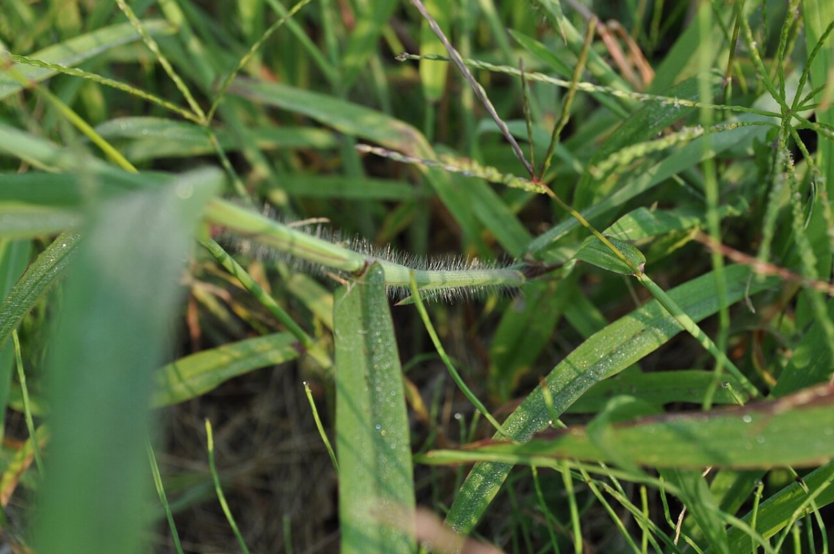 Large crabgrass